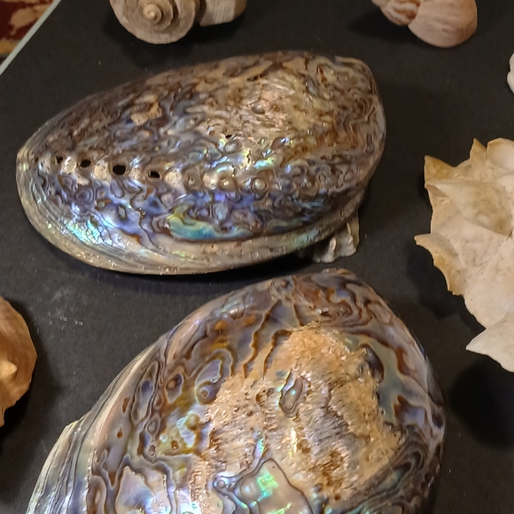 Iridescent Abalone Shell - Picture 14 of 15